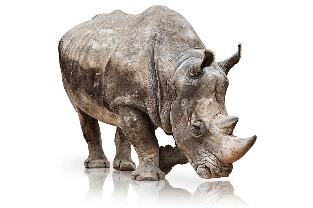ba_alce_rhino_after.jpg