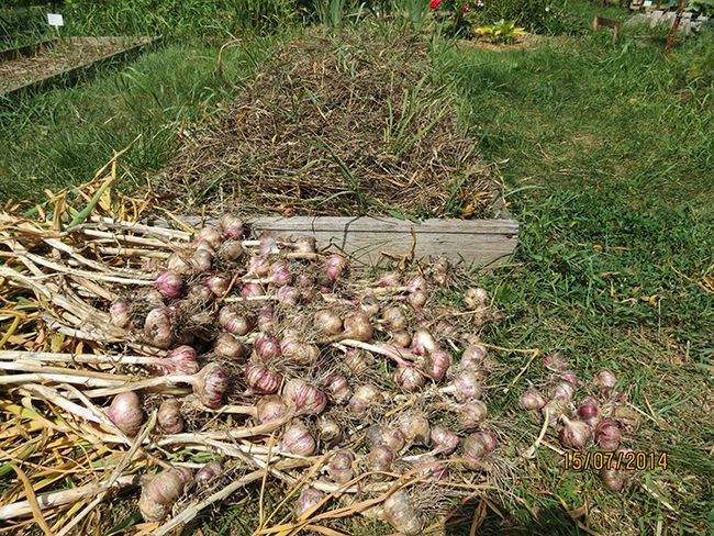 chesnok2.dacha7.ru_IMG_7033.JPG