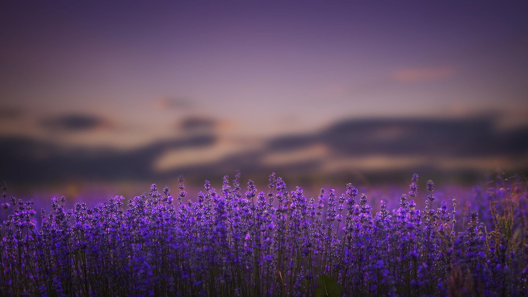 lavanda-foto-1-01.jpg